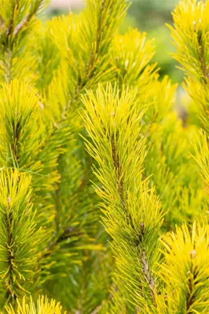 Pinus mugo 'Winter Gold' - 40-50 CM RB - image 2