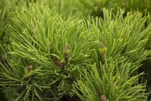 Pinus mugo 'Winter Gold'