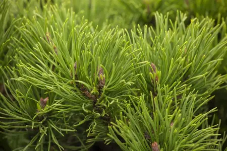 Pinus mugo 'Winter Gold' - 50-60 CM C15 - image 1