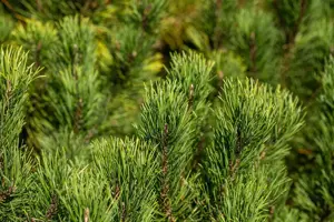 Pinus mugo 'Winter Gold' - 50-60 CM C15 - image 4