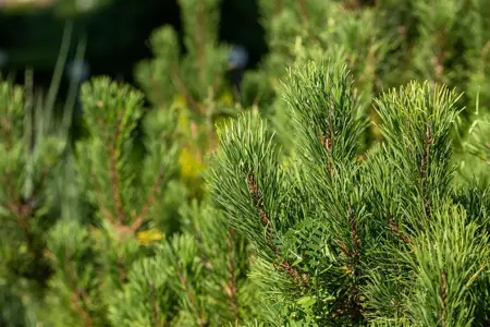 Pinus mugo 'Winter Gold' - 50-60 CM C15 - image 5