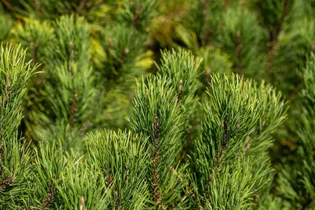 Pinus mugo 'Winter Gold' - 100-125 CM C160 - image 4