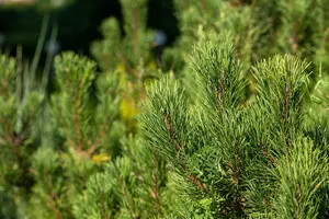 Pinus mugo 'Winter Gold' - 30-40 CM C15 - image 5