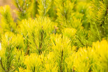 Pinus mugo 'Winter Gold' - 25-30 CM RB - image 3