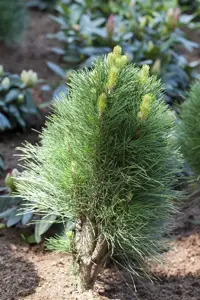 Pinus nigra - 30-40 CM C5 - image 4
