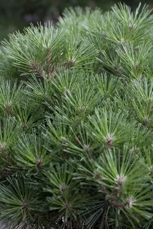 Pinus nigra - SOLITAIR 200-250 CM C80 - image 1