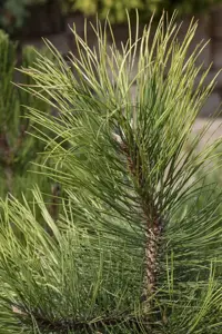 Pinus nigra - SOLITAIR 200-250 CM C80 - image 2