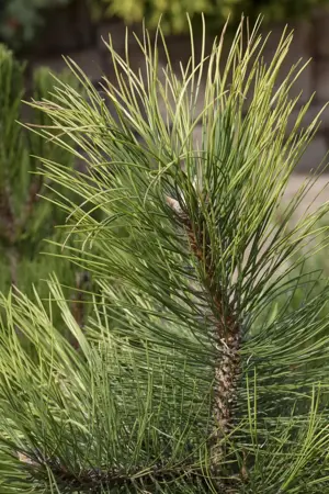 Pinus nigra - SOLITAIR 300-350 CM RB - image 2