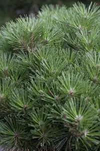 Pinus nigra - STD 18-20 CM CONT - image 5