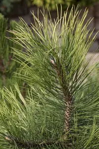 Pinus nigra - STD 18-20 CM CONT - image 2
