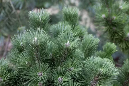 Pinus nigra - STEM 200 CM, GIRTH 30-35 CM CONT - image 5