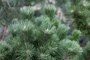 Pinus nigra - STEM 200 CM, GIRTH 30-35 CM CONT - image 5