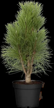 Pinus nigra - SOLITAIR 200-250 CM C80 - image 3