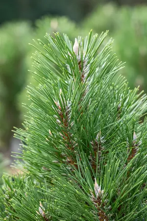 Pinus nigra 'Frank' - 60-80 CM RB - image 2