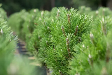 Pinus nigra 'Frank' - 50-60 CM RB - image 1