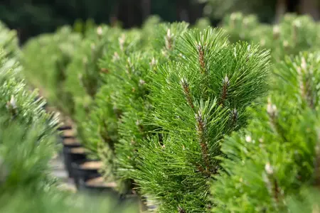 Pinus nigra 'Frank' - 50-60 CM RB - image 4