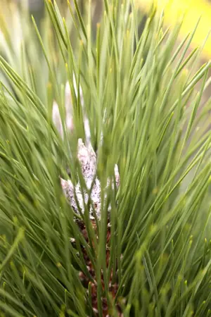 Pinus nigra 'Green Tower' - 20-25 CM C7,5 - image 3