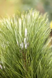 Pinus nigra 'Green Tower' - 20-25 CM C7,5 - image 4