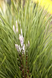 Pinus nigra 'Green Tower' - 60-80 CM RB - image 3