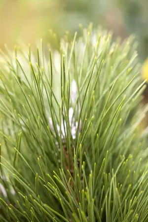 Pinus nigra 'Green Tower' - 60-80 CM RB - image 4
