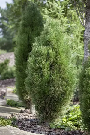 Pinus nigra 'Green Tower' - 100-125 CM C10 - image 2