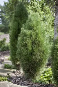 Pinus nigra 'Green Tower' - 30-40 CM C5 - image 2