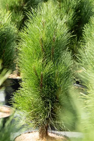 Pinus nigra 'Green Tower' - 60-70 CM C12 - image 5