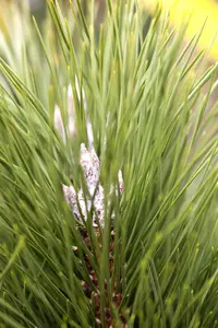 Pinus nigra 'Green Tower' - 60-80 CM C20 - image 3