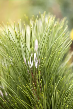 Pinus nigra 'Green Tower' - 60-80 CM C20 - image 4