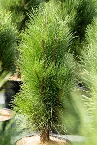 Pinus nigra 'Green Tower' - 60-80 CM C20 - image 5