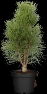 Pinus nigra 'Green Tower' - 60-80 CM RB - image 5