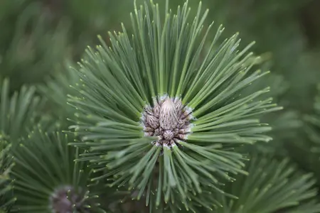 Pinus nigra 'Helga' - 40-50 CM C20 - image 1
