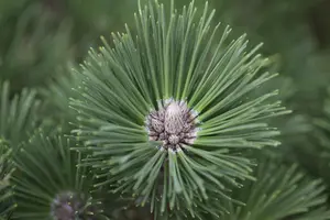 Pinus nigra 'Helga'