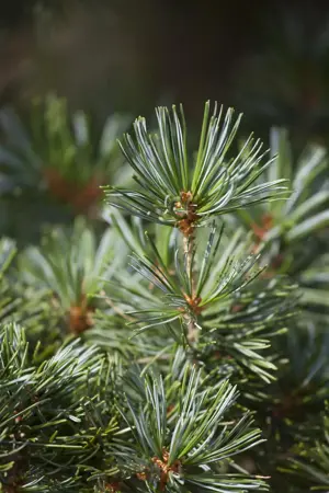 Pinus nigra 'Hornibrookiana' - 15-20 CM C5 - image 3