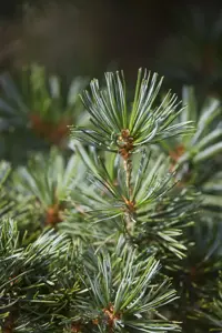 Pinus nigra 'Hornibrookiana' - 15-20 CM C5 - image 3