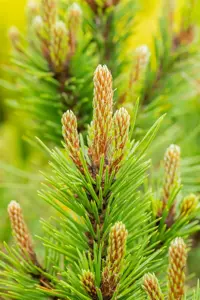Pinus nigra 'Hornibrookiana' - 15-20 CM C5 - image 5