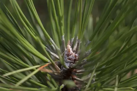 Pinus nigra 'Hornibrookiana' - 15-20 CM C5 - image 1