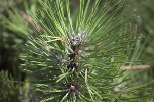 Pinus nigra 'Hornibrookiana' - 15-20 CM C5 - image 2