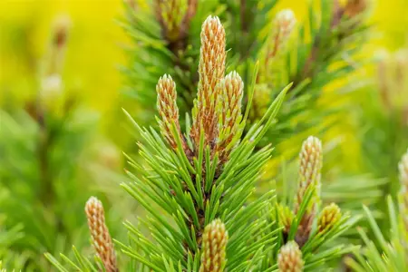Pinus nigra 'Hornibrookiana' - 15-20 CM C5 - image 4