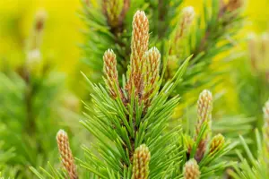 Pinus nigra 'Hornibrookiana' - 15-20 CM C5 - image 4