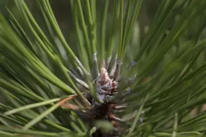 Pinus nigra 'Hornibrookiana'