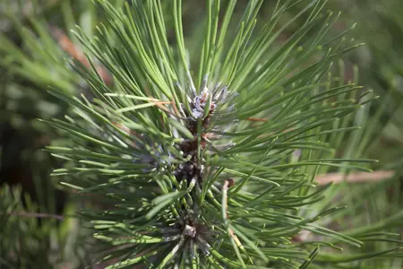 Pinus nigra 'Hornibrookiana' - 80-100 CM C30 - image 2