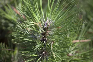 Pinus nigra 'Hornibrookiana' - 80-100 CM C30 - image 2