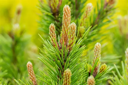 Pinus nigra 'Hornibrookiana' - 80-100 CM C30 - image 4