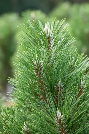 Pinus nigra 'Keightly Broom' - 80 CM STEM C25 - image 2