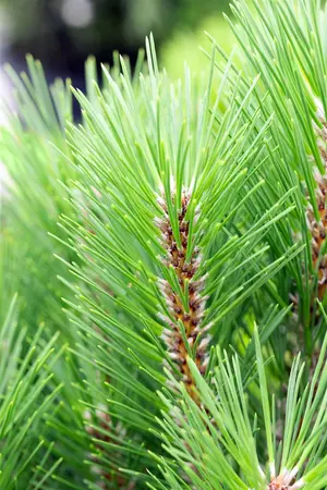 Pinus nigra 'Kleiner Turm' - 60-80 CM C25 - image 2