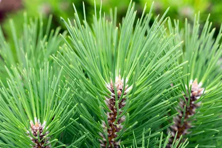 Pinus nigra 'Kleiner Turm' - 60-80 CM C25 - image 3