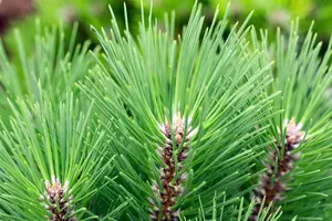 Pinus nigra 'Kleiner Turm' - 60-80 CM C25 - image 3