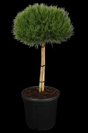 Pinus nigra 'Marie Bregeon' - 30-40 CM C7.5 - image 3
