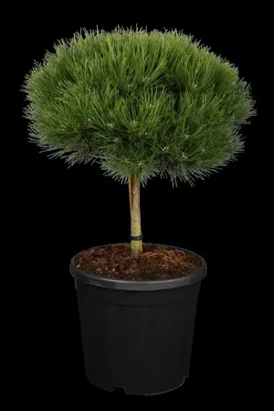 Pinus nigra 'Marie Bregeon' - 40-50 CM C12 - image 2